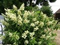 Hydrangea pan. 'Unique', 40-50 cm 3L Pluimhortensia