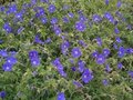 Geranium 'Brookside', Ooievaarsbek