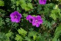 Geranium sanguineum, Ooievaarsbek