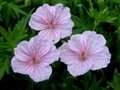 Geranium sanguineum striatum, Ooievaarsbek