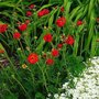 Geum chiloense 'Mrs Bradshaw', Nagelkruid