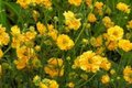 Geum chiloense 'Lady Stratheden', Nagelkruid