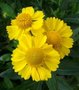 Helenium 'Kanaria', Zonnekruid