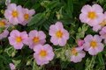 Helianthemum 'Lawrenson's Pink', Zonneroosje