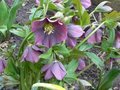 Helleborus orientalis 'Blue Lady', Lenteroos, Nieskruid