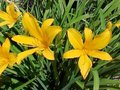 Hemerocallis citrina, Daglelie