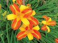 Hemerocallis 'Frans Hals', Daglelie