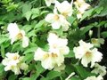 Philadelphus 'Belle Etoile', 3L Boerenjasmijn