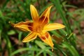 Hemerocallis 'Mikado', Daglelie