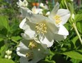 Philadelphus 'Lemoinei', 3L Boerenjasmijn