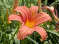 Hemerocallis 'Pink Damask', Daglelie