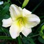 Hemerocallis 'Snowy Apparition', Daglelie