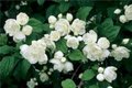 Philadelphus 'Virginal', 3L Boerenjasmijn