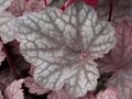 Heuchera 'Cascade Dawn', Purperklokje