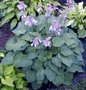 Hosta 'Blue Cadet', Hartlelie