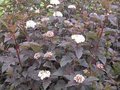 Physocarpus opulif. 'Diabolo', 3L Blaasspirea