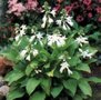 Hosta 'Royal Standard', Hartlelie