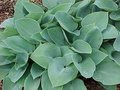 Hosta 'Halcyon', Hartlelie