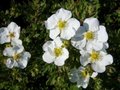 Potentilla frut. 'Abbotswood', 20-25 1.5L, Ganzerik