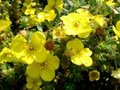 Potentilla frut. 'Sommerflor', 20-25 1.5L, Ganzerik