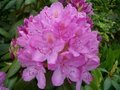 Rhododendron cataw. 'Grandiflorum', 30-40 5L