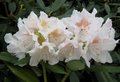 Rhododendron 'Cunningh. White' 30/40 5L