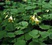 Kirengeshoma palmata, Japanse wasbloem