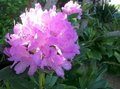 Rhododendron ponticum, 30-40 4L