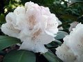 Rhododendron 'Schneekrone', 25-30 4L, Dwerg Rhododendron