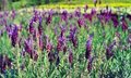 Lavandula stoechas 'Papillon', Vlinder Lavendel 