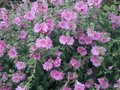 Lavatera 'Rosea'