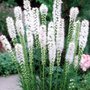 Liatris spicata 'Alba', Lampepoetser