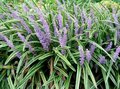 Liriope muscari, Liriope