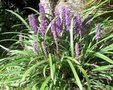 Liriope muscari 'Big Blue' P9, Liriope