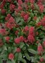 Skimmia jap. 'Rubella', 25-30 3L