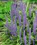 Liriope muscari 'Moneymaker', Liriope