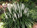 Liriope muscari 'Monroe White', Liriope