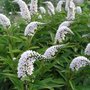 Lysimachia clethroides, Penningkruid