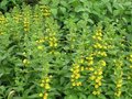 Lysimachia punctata, Penningkruid