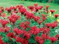 Monarda 'Cambridge Scarlet', Bergamot