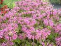 Monarda 'Croftway Pink', Bergamot