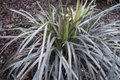 Ophiopogon planiscapus 'Niger', Slangenbaard