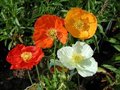 Papaver nudicaule 'Gartenzwerg', Klaproos