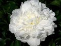 Paeonia 'Shirley Temple', Pioen 3L