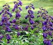 Penstemon 'Purple Passion' P9