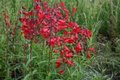 Penstemon 'Schoenholzeri'