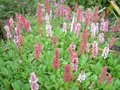 Persicaria affine 'Kabouter' (=Polygonum),Duizendknoop