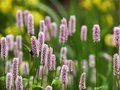 Persicaria bistorta 'Superbum' (=Polygonum),Duizendknoop