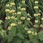 Phlomis russelina, Brandkruid