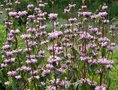 Phlomis tuberosa, Brandkruid